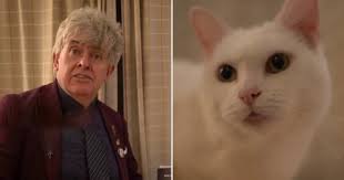 Stan the cat is standing to be an MP, his human Peter Cook confirms