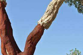 Check spelling or type a new query. 7 Everyday Items Made From Trees American Forests