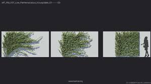 Image result for Rhynchosia tricuspidata