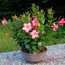 Image result for dipladenie suaveolens obrázek