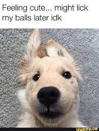 Feeling Cute Might Lick My Balls Later Idk Ifunny Funny Dog Captions Funny Dogs Funny Dog Memes
