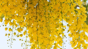 of Thailand: Cassia Fistula Linn ...