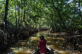 Are you working at the right company? Communities Struggle To Save Sabah S Shrinking Mangroves