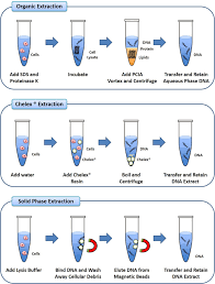 Phenol Chloroform Extraction An Overview Sciencedirect Topics