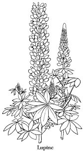 Below are some coloring sheets. Gs Lupe The Lupine