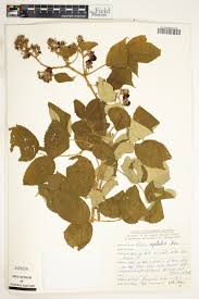 Image result for Rubus apetalus