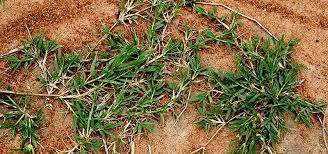 That's because this weed has such deep roots. Getting Rid Of Unwanted Bermuda Grass A G Sod Farms
