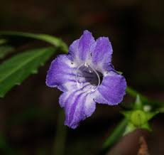 Image result for Hartliella