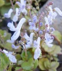 Image result for Plectranthus verticillatus