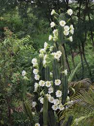 Blooming cactus at alibaba.com and get the right greenery for your space. Cereus Jamacaru Pleated Cereus World Of Succulents Cacti And Succulents Blooming Cactus Succulents
