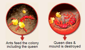 We did not find results for: How Not To Kill Fire Ants 6legs2many