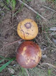 Image result for Strychnos pungens