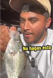 Cómo pescar white bass en Houston