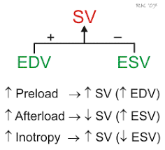Stroke volume is the volume of blood pumped out of the left ventricle of the heart during each systolic cardiac contraction. Cv Physiology Regulation Of Stroke Volume