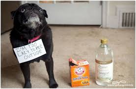 3 Natural Homemade Cleaners To Remove Pet Stains Odors Remove Pet Stains Cleaners Homemade Diy Dog Stuff