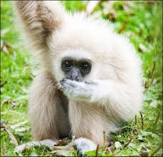 At the 2006 census, its population was 55,265, in 6,891 families. Gibbon Lar Dudley Zoo And Castle