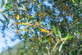 Image result for xylella fastidiosa oleander symptoms