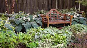 With a brilliant yellow center, this plant starts blooming before many other plants and lasts all summer long. 10 Best Shade Plants Garden Gate