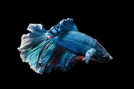 Kebanyakan adalah berasal dari hutan dan paya tropika di sekitar asia tenggara. Ikan Laga Kampung Jantan