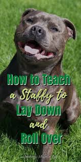 How To Teach A Staffy To Lay Down And Roll Over Staffordshire Bull Terrier Staffy Dog Pit Dog