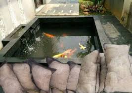 Dengan hiasan dari bambu, beberapa tanaman. Jaring Bekas Nelayan Media Filter Kolam Ikan Koi Dan Ikan Hias Sebagai Penjernih Kolam Ikan Hias Koi Shopee Indonesia