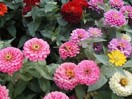 We stock a wide range of flower seeds. Guarantee Zinnia California Giant Dahlia Mix 263 Seeds