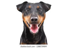 Check spelling or type a new query. Similar Images Stock Photos Vectors Of A New Zealand Huntaway Dog Isolated With Clipping Path 31938340 Shutterstock