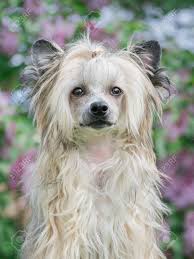 Eine, der so genannte powder puff, besitzt üblicherweise unterwolle und ein langes. Chinesischer Schopfhund Des Jungen Welpen Powderpuff Portrat Purpurroter Unscharfer Hintergrund Lizenzfreie Fotos Bilder Und Stock Fotografie Image 87892389