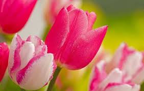 Pink Tulips Hd Wallpapers Pink Tulips Tulips Beautiful Flowers