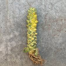 Image result for Monadenium friesii