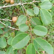 Image result for Cleistanthus schlechteri