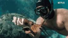 A filmmaker forges an unusual friendship with an octopus living in a south african kelp forest, learning as the animal shares the mysteries of her world. Octopus Blueringed Gifs Tenor