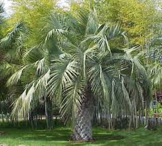 Pindo palm or jelly palm, damaged in summer drought of 2009, not the cold of the winter following. Exotic Fruit Trees Butia Jelly Palm 20 Gallons Oversize