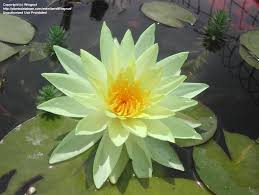 Image result for Nymphaea sulphurea