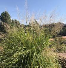 Image result for Sporobolus molleri