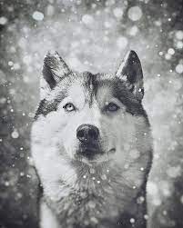 Siberian Husky In The Snow By Wolf Shadow Photography Siberian Husky Husky Wolf Husky