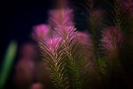Image result for Rotala gossweileri