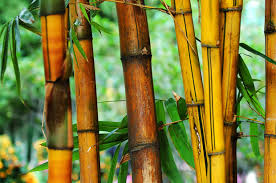 Tu jardín o patio merecen un estilo moderno, ecológico, natural. Como Cuidar Una Planta De Bambu En Casa