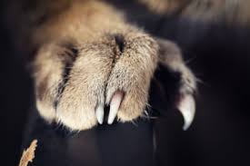 The second thing you can do is move the litter box away from the wall. Why Does My Cat Scratch The Wall At Night Solution Feline Follower