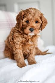 We did not find results for: Pin By Erika Kucsera On Cavapoo Cavapoo Puppies Poodle Mix Breeds Cockapoo Dog