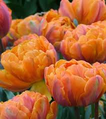 And if you're out of fresh blooms or are too lazy to run to the market, we've got you. Tulip Orange Princess