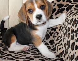 Other days may also be available. Beagle Puppies For Sale Los Angeles Ca
