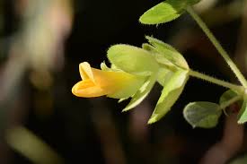 Image result for Humularia