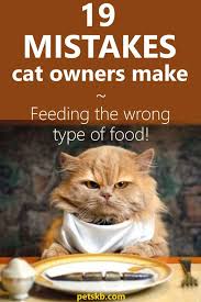 19 Mistakes Cat Owners Make Best Cat Food Cat Nutrition Cat Training
