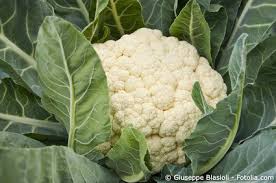 Jetzt ausprobieren mit ♥ chefkoch.de ♥. Blumenkohl Pflege Pflanzen Dungen Schnitt