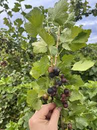 Image result for jostaberry