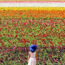 Choosing colorful, insect and bird attracting. 11 Beautiful California Flower Fields You Must Visit This Spring
