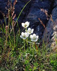 Jablom Bogstar Bente Haarstad Photography Wild Flowers Flowers Nature Beautiful Blooms