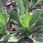 Image result for Pseudopodospermum hispanicum