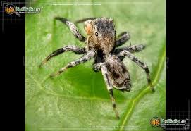 North American Spiders